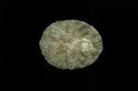 藏品(花笠螺)的圖片